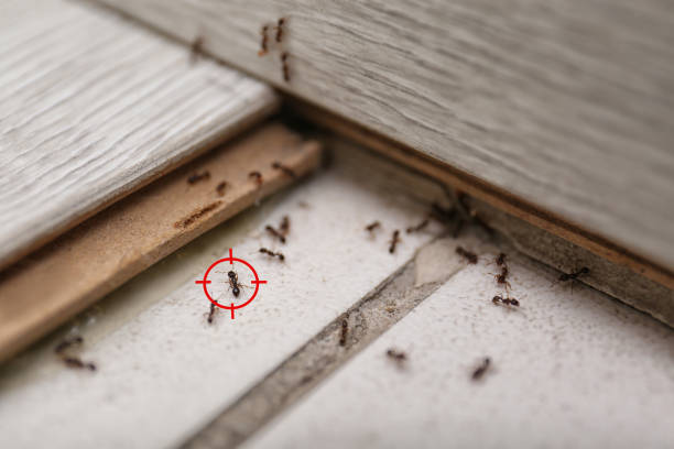 Trusted Norman Park, GA Pest Control Experts