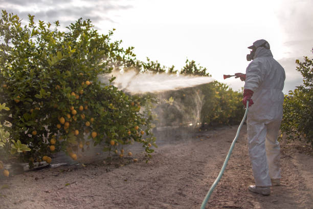 Best Pest Control Treatment  in Norman Park, GA