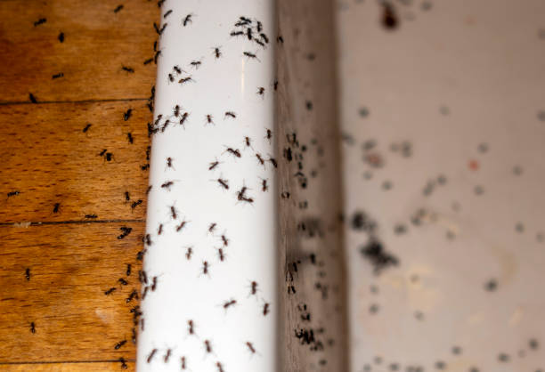  Norman Park, GA Pest Control Pros