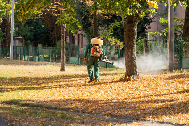 Best Affordable Pest Control Services  in Norman Park, GA